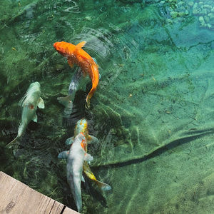 Meet your Posher, Jacob